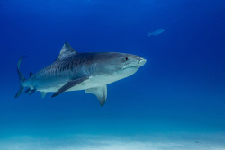 lifeunderthewaves:  Tiger Shark by carlosgrillo