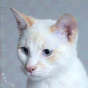 gottastimrightmeow:Flame point Siamese stimboard for @introverted-kittens--/--/--