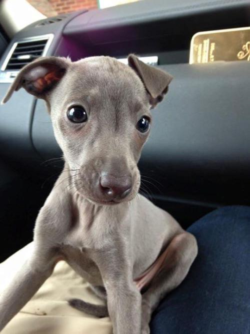 My italian greyhound when he was a pup !