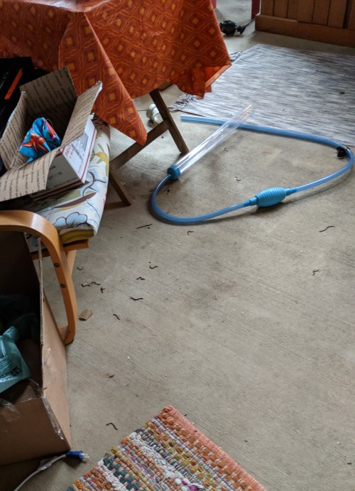 eelpatrickharris: a-youngrobot:   eelpatrickharris:  eelpatrickharris:  hey there are worms on everything and i’m crying  i left a bag of 1,000+ worms open overnight and over half of them escaped welcome to hell! welcome to hell! that’s only a tiny