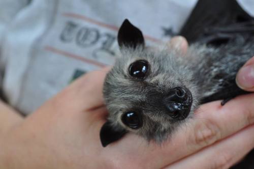 gothiccharmschool:  catsbeaversandducks:  It’s Baturday! Photos by ©Baby Bats and Buddies of Bats QLD and ©Tolga Bat Hospital  Bats!  aaahhh batties! Sorry for the long scroll, reblogging these for reference. … …and cute