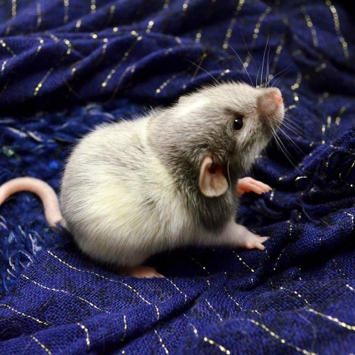 Sweet high expression black silvermane boy :) 3 weeks old