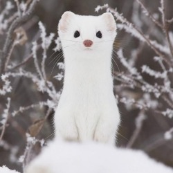 Asylum-Art:  Adorable Ermine In Snowy Landscapeermine Is A Little And Cute Animal
