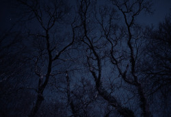 olihaines:More moonlit trees