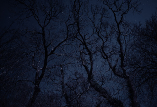 More moonlit trees