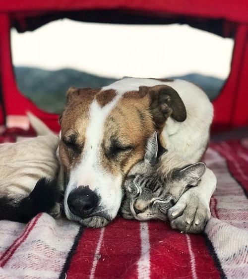 whimsy-by-joja: animals-lovers: (Source) That’s simply love.