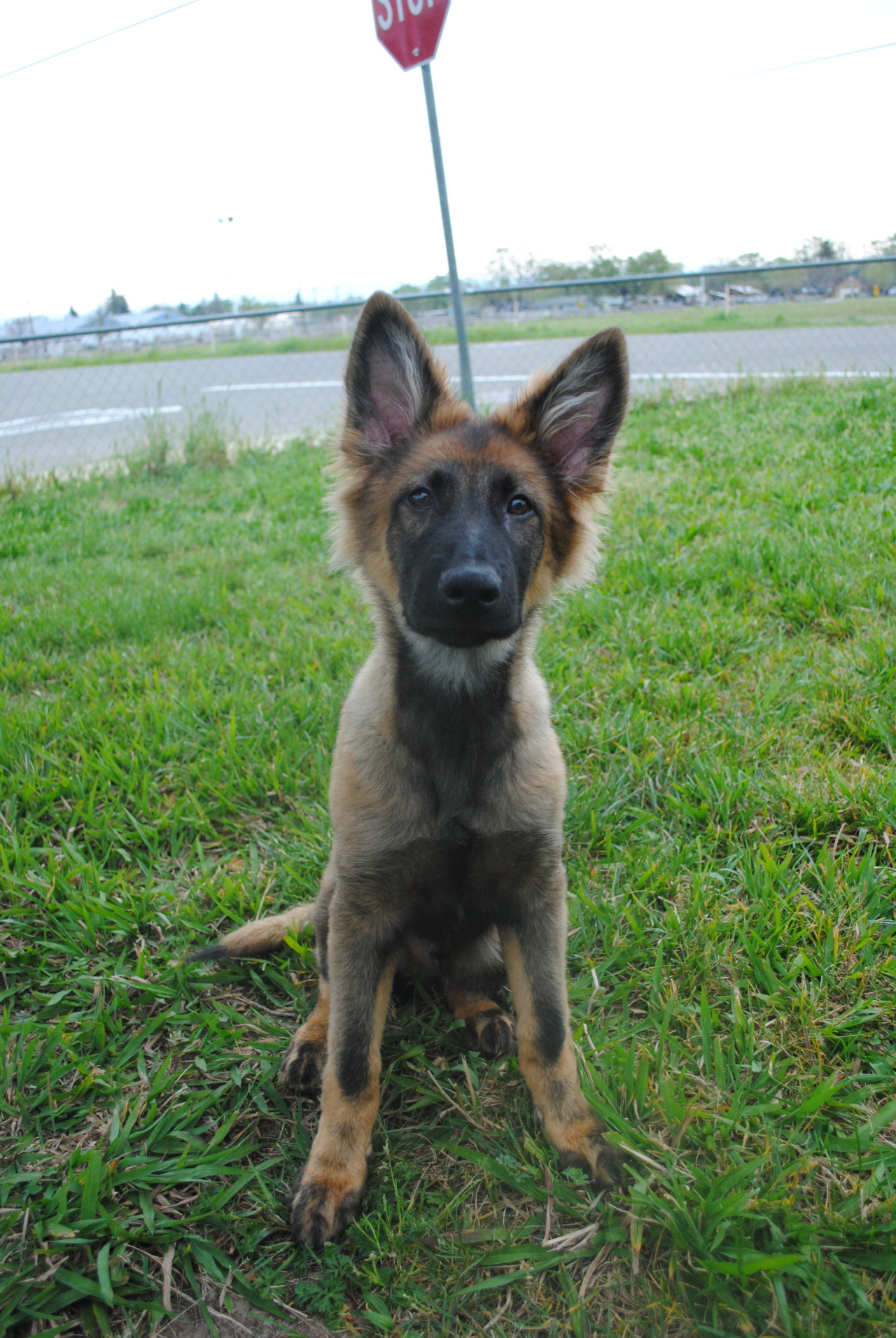 pawsitivelypowerful:He’s getting darker! 