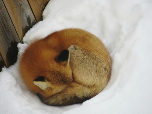 wonderous-world:  This red fox was found nestled up in the snow in a backyard in