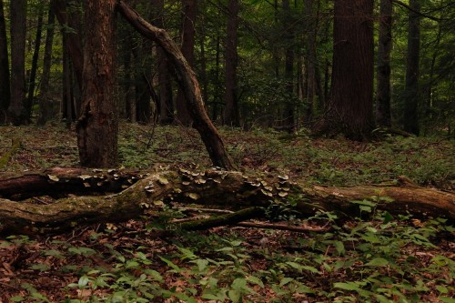 aetheric-aesthetic:•Warmling Glade•