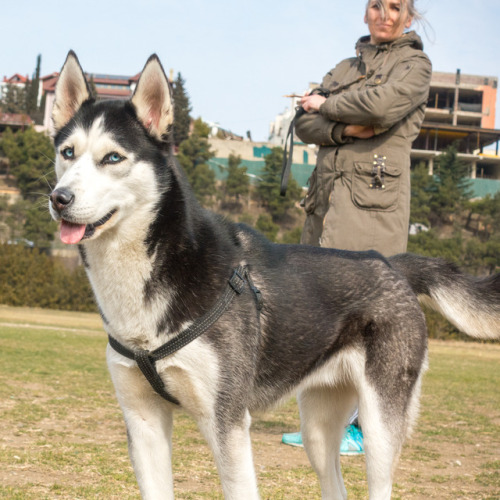 Gracie, 1-year-old Siberian Husky, Hippodrome • გრეისი, 1 წლის, ციმბირული ჰასკი, იპოდრომის პარკ