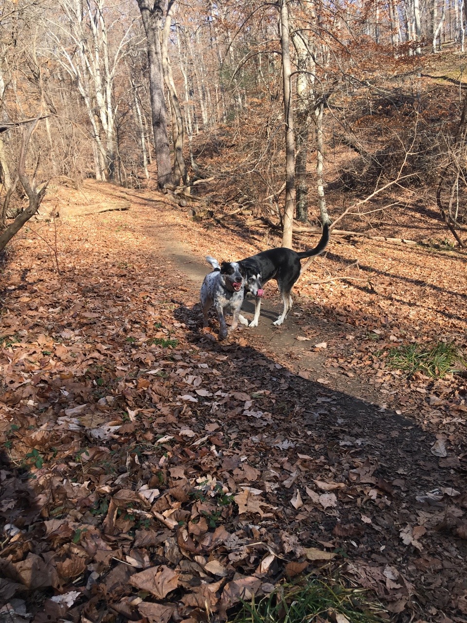 camdamage: camdamage:  Real good hike with the boys today ❤️❤️  How are we