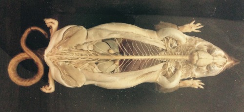 gutterponx: specios: Rat specimen, dissected and wet preserved in the Horniman Museum. @batatakk