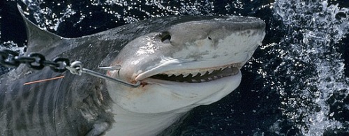 trynottodrown: canislycaon: sharkhugger:  Petition to the Australia Environmental Protection Agency 