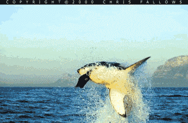 sarahjaynemau5:  Shark Week