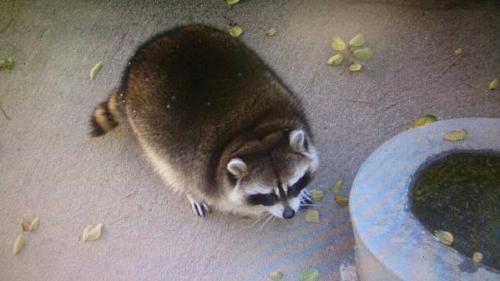 walkingfoxy:look at this fat raccoon 