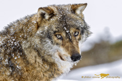 w-o-l-f–g-i-r-l:  Wolf by  photo-sommer