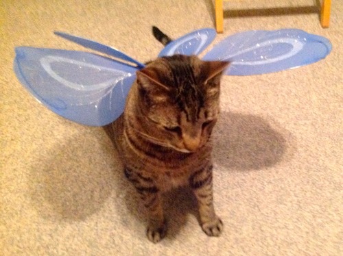 ohnopicturesofanothercat:Utley has only recently revealed to the world his sparkly wings. 