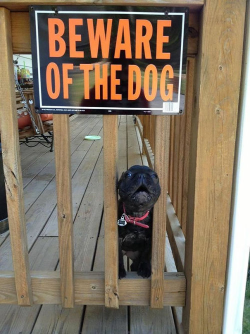 boredpanda:    Beware Of Dog: They Will Lick You To Death   