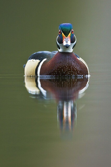 primitivetreasure:Handsome fella.