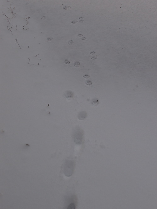 Cat trail wading through a snow drift