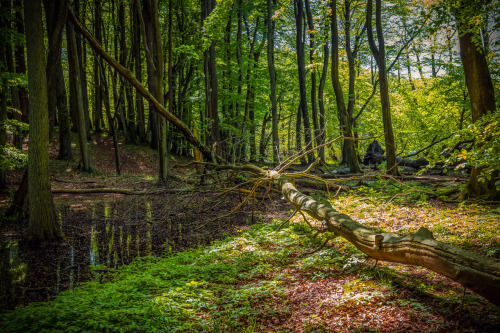 Jasmund National Park II