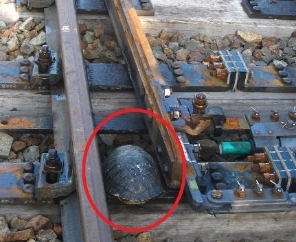 juugmayne:  dialmformags:  huffingtonpost:  Turtles Saved From Sudden Death Thanks