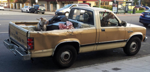 Who needs a hand moving? You? What about you? These dudes just gotta go drop some TVs off at Merle’s and then they’re gonna swing back around. Make sure to have all your stuff ready, nobody wants to sit here and watch your dumb ass pack.
(dog 720)