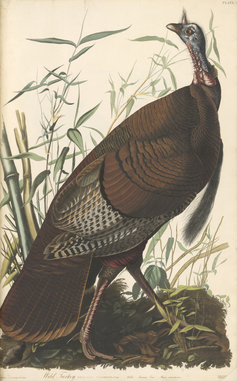 Wild Turkey. From John James Audubon’s Birds of America, circa 1827-1830. 