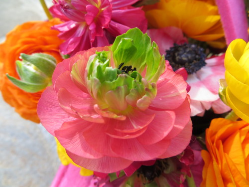 Super Green Ranunculus