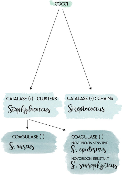 the-art-of-medicine:See more Bacterial Identification Lab Algorithms