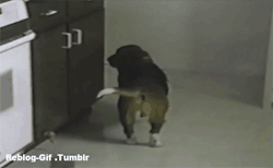 reblog-gif:  http://reblog-gif.tumblr.com/