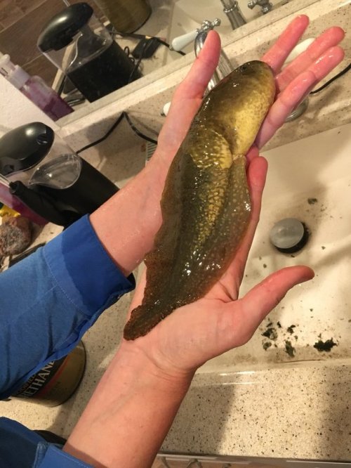 cavehome:  thejusticethatissocial:  thejusticethatissocial:  ABSOLUTE UNIT also, check out the twitter thread for more info on said unit   IMPORTANT UPDATE:  Just a PhD student and her weirdly large pet tadpole :)   God she’s so fucking pleased to