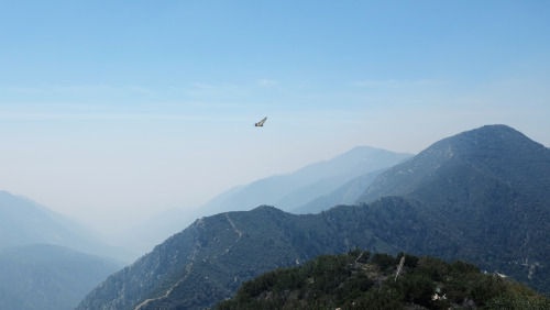 Got photobombed by a big butterfly while shooting towards Sunset Peak on the Lookout Mountain Trail 