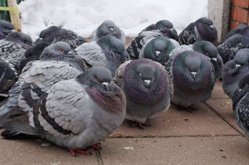 pudgepige:The pudge army has assembled! (Source)