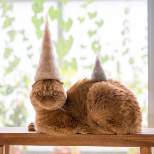 kittens-jpg:Cats in hats made from their own hair.Photos by : Ryo Yamazaki