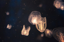 grett:  More Jellyfish by garrettmurray on Flickr. 