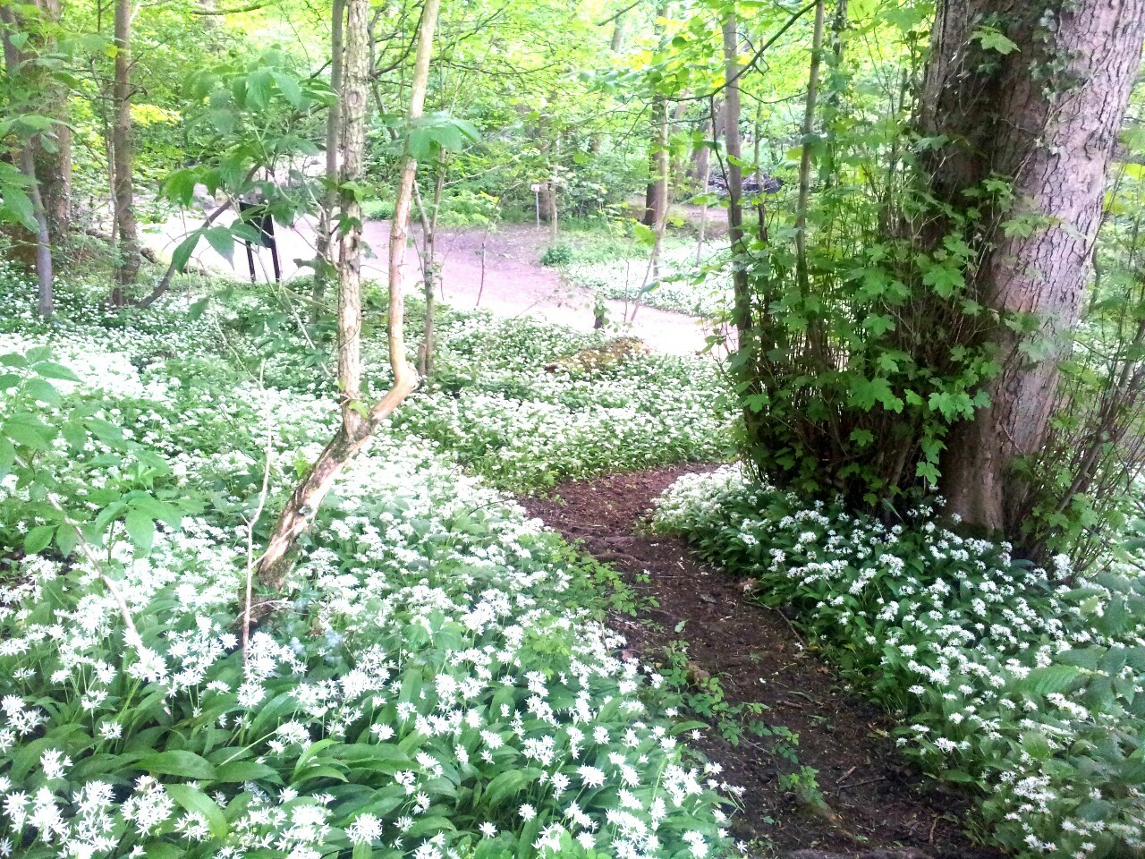 thebloominuniverse:   Beautiful wild garlicky goodness! 