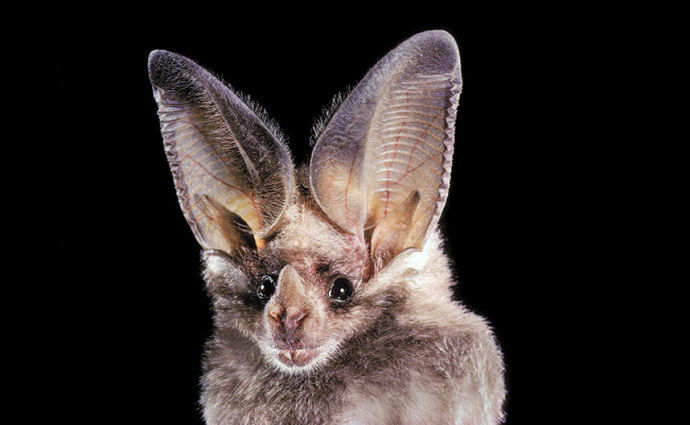 eatmymush:  newyorker:  The Joy of Bats Bats are good neighbors, and the bat biologist