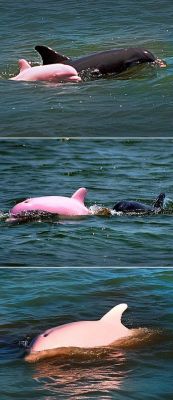 congenitaldisease:  Pink Dolphin  - According to NOAA, there have only been 14 recorded sightings of albino Bottlenose Dolphins throughout the world, since the first reported sighting in 1962.