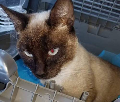 RESCUE EFFORTS ARE UNDERWAY FOR BEAUTIFUL, PETITE, SIAMESE GIRL, TALEA!! SHE IS SAFELY OUT OF THE SH