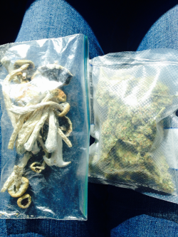 iwannakissth0selips:  Shrooms and weed is all I need, let’s get trippy! 