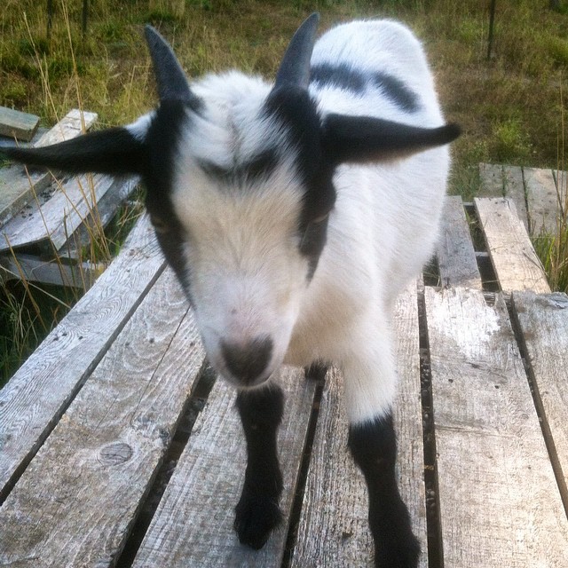 2ufarm:
“Freddy of 2UFarm #2ufarm #follow #goats #organic (at 2UFarm Ridgefield WA)
”