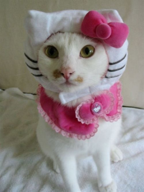 XXX hello-kitty:  October 29: Happy National photo