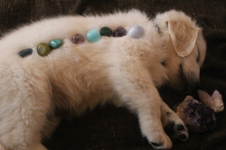 saranavjord:I gave my puppy some crystal healing today ✨
