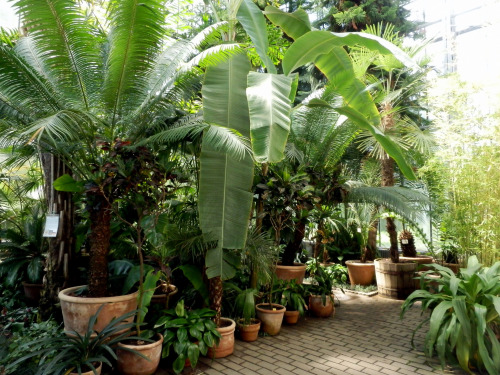 Greenhouse By Raluca 