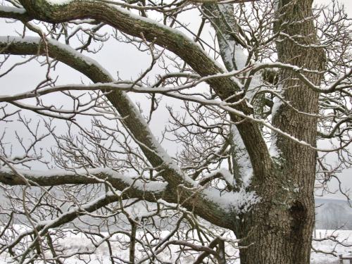 Winter tree: catalpa.