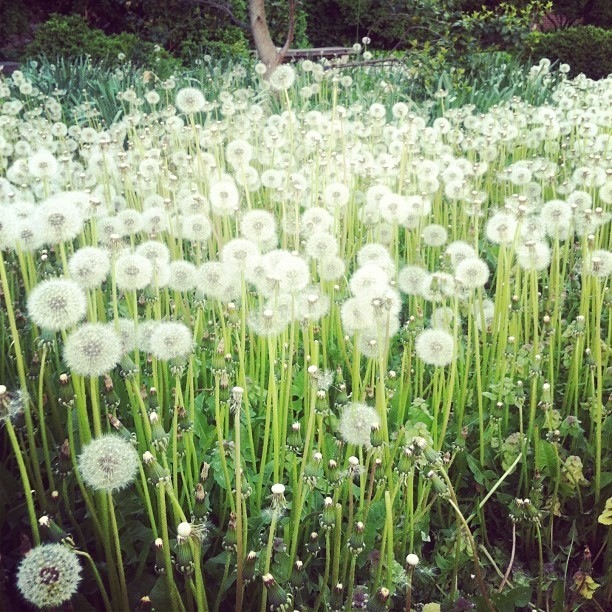 dances-withgoddesses:  ~✰☮✿The ultimate Pagan/Nature/Hippie Blog✿☮✰~