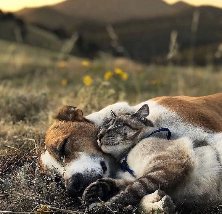 friendly-animals:  (Source)
