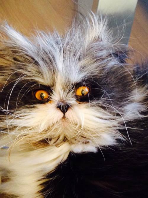 jimhines:catsbeaversandducks:His name’s Atchoum and he has the furriest face ever!”Hypertrichosis is