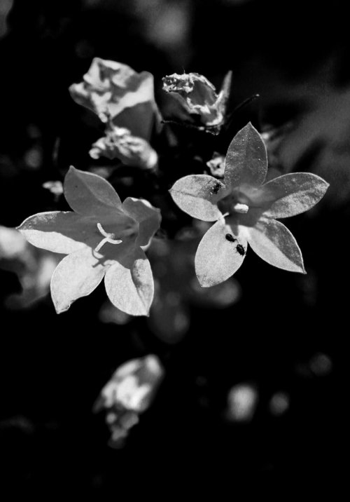 nobrashfestivity:Imogen Cunningham, Flowers